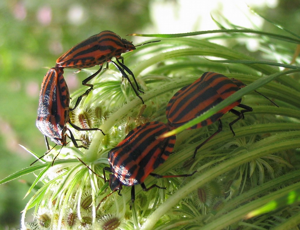 Due Graphosoma devianti?!